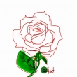 růže