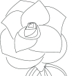 kresba růže