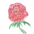 rose